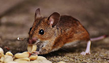 24 Hour & Emergency Exterminators in Harrington Pk, NJ